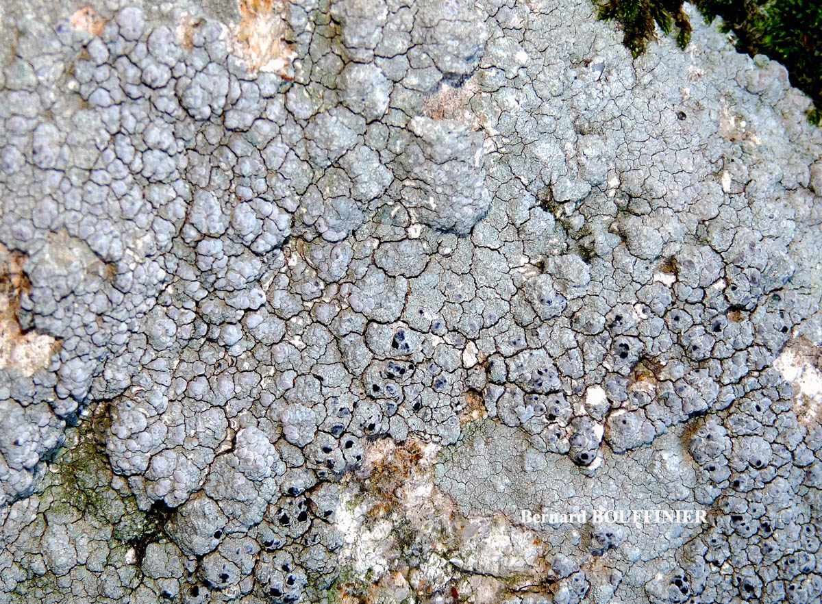 Lecanora rupicola (L.) Zahlbr. subsp. rupicola morpho efflorens Leuckert & Poelt