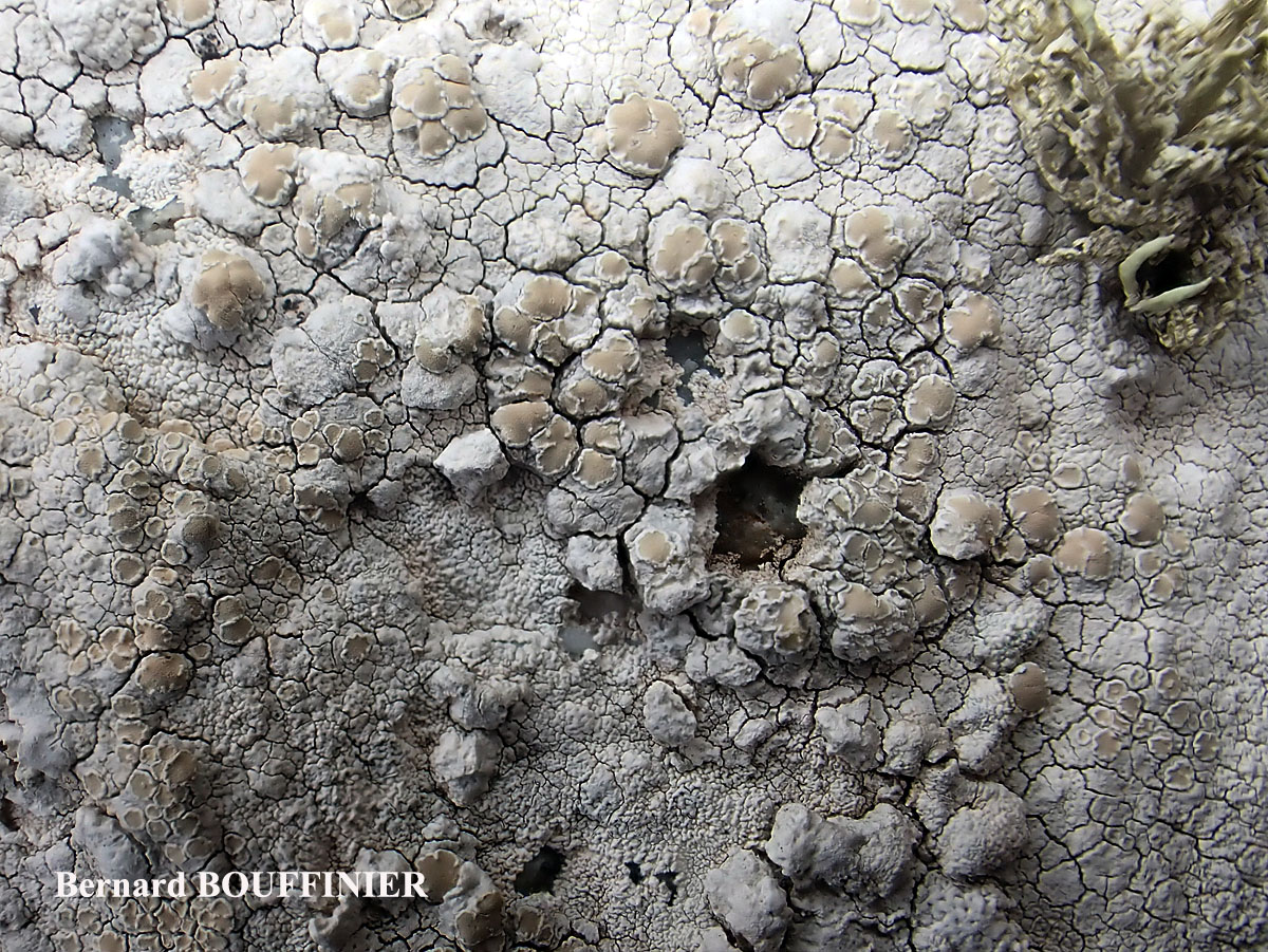 Lecanora rupicola (L.) Zahlbr. subsp. subplanata (Nyl.) Leuckert & Poelt Disque des apothécies C+ orange.