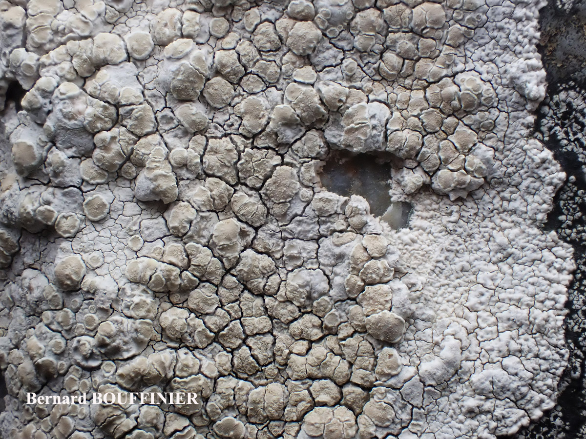 Lecanora rupicola (L.) Zahlbr. subsp. subplanata (Nyl.) Leuckert & Poelt Disque des apothécies C+ orange.