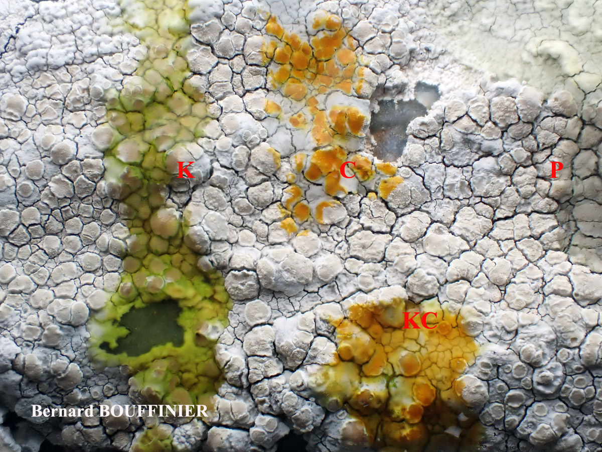 Lecanora rupicola (L.) Zahlbr. subsp. subplanata (Nyl.) Leuckert & Poelt Disque des apothécies C+ orange.
