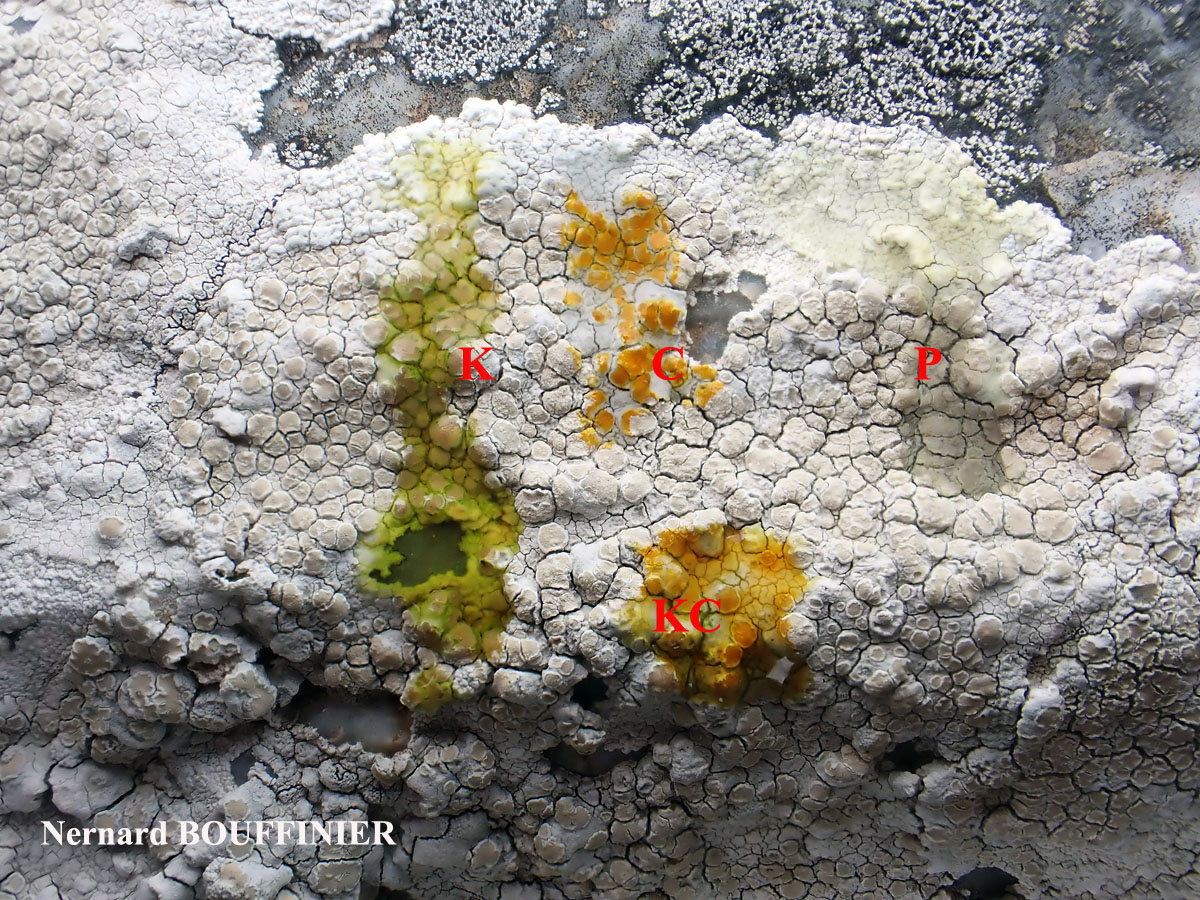 Lecanora rupicola (L.) Zahlbr. subsp. subplanata (Nyl.) Leuckert & Poelt Disque des apothécies C+ orange.