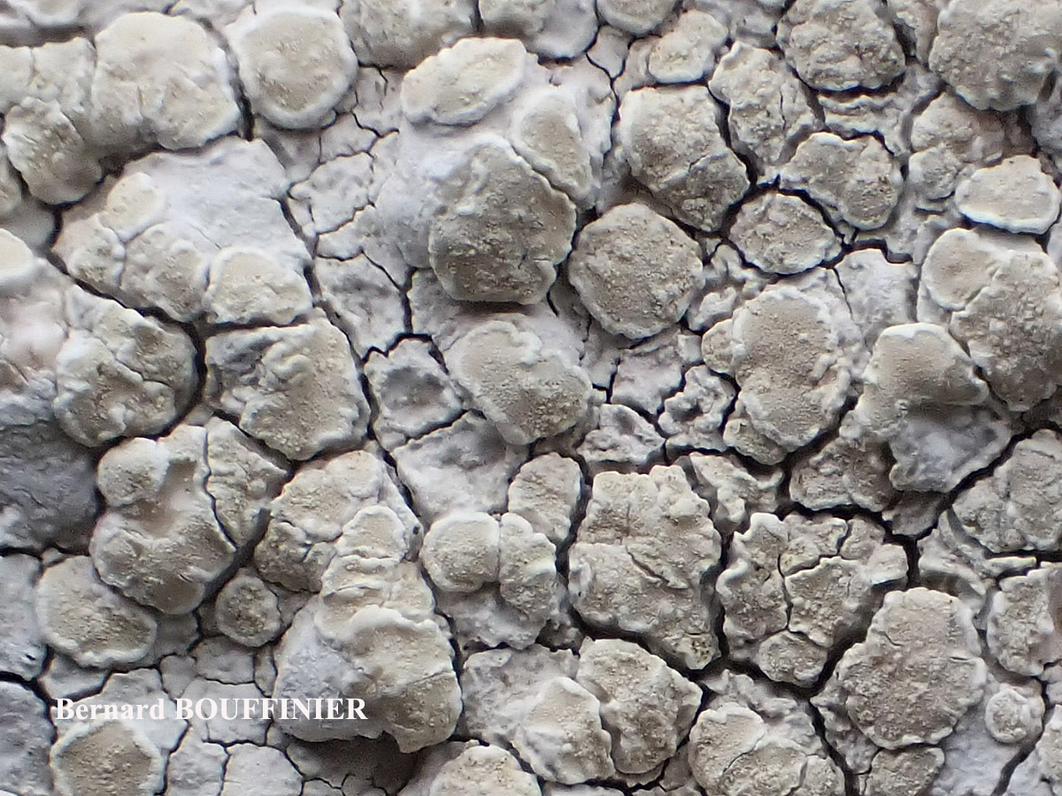 Lecanora rupicola (L.) Zahlbr. subsp. subplanata (Nyl.) Leuckert & Poelt Disque des apothécies C+ orange.