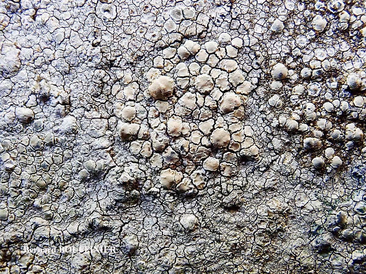 Lecanora rupicola (L.) Zahlbr. subsp. subplanata (Nyl.) Leuckert & Poelt Disque des apothécies C+ orange.
