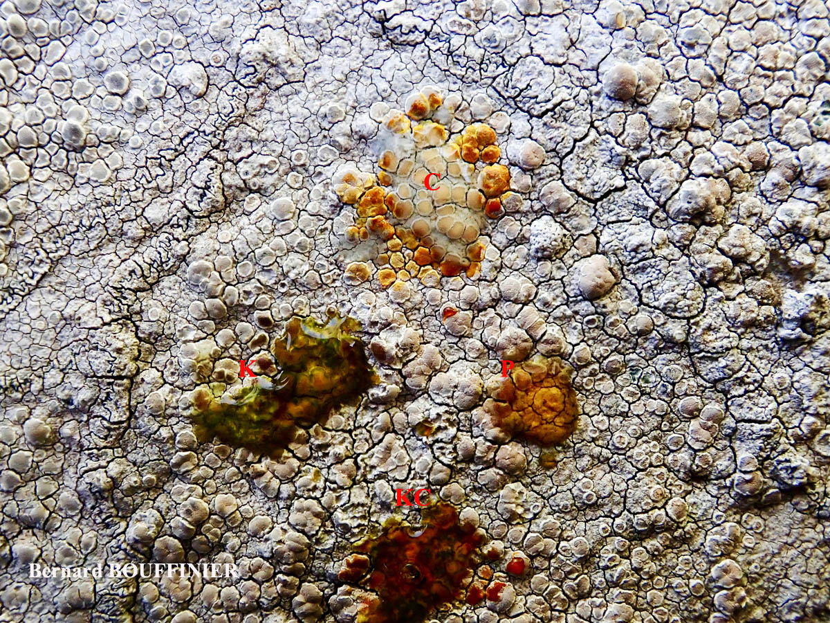 Lecanora rupicola (L.) Zahlbr. subsp. subplanata (Nyl.) Leuckert & Poelt Disque des apothécies C+ orange.