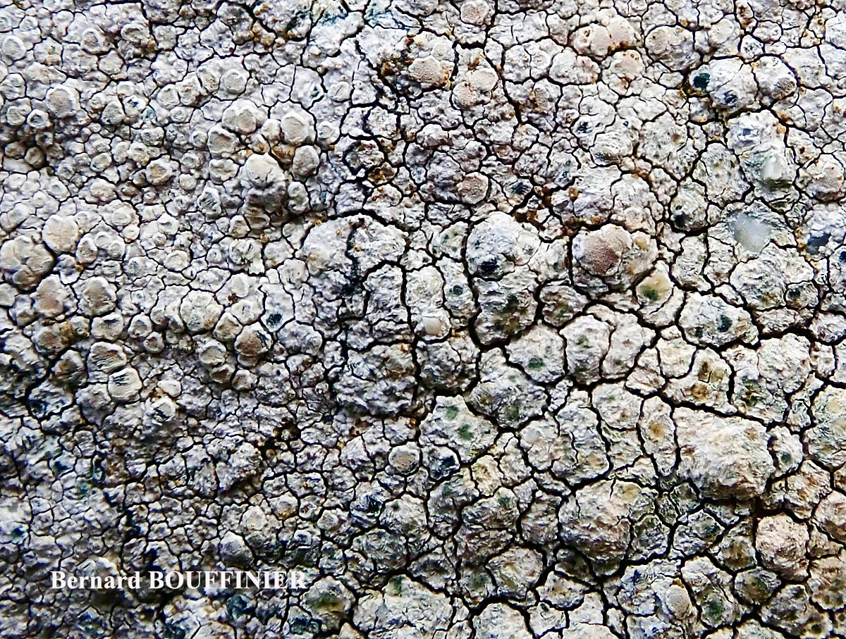 Lecanora rupicola (L.) Zahlbr. subsp. subplanata (Nyl.) Leuckert & Poelt Disque des apothécies C+ orange.