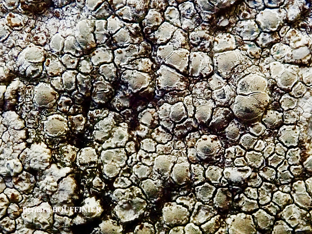 Lecanora rupicola (L.) Zahlbr. subsp. subplanata (Nyl.) Leuckert & Poelt Disque des apothécies C+ orange.