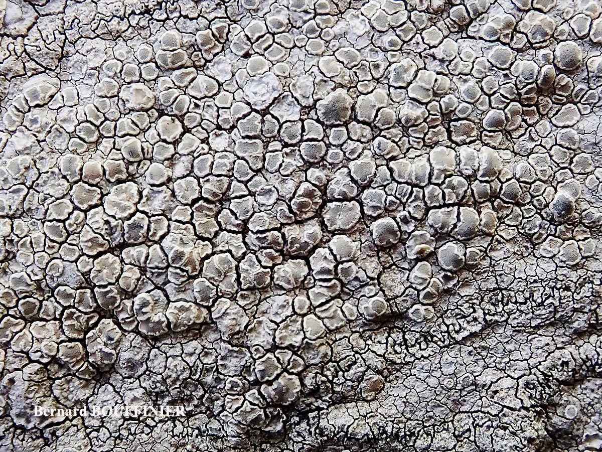 Lecanora rupicola (L.) Zahlbr. subsp. subplanata (Nyl.) Leuckert & Poelt Disque des apothécies C+ orange.