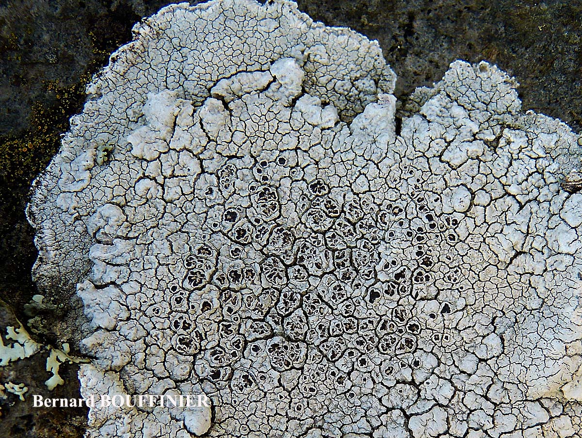Lecanora rupicola (L.) Zahlbr. subsp. subplanata (Nyl.) Leuckert & Poelt forme maritime grise.