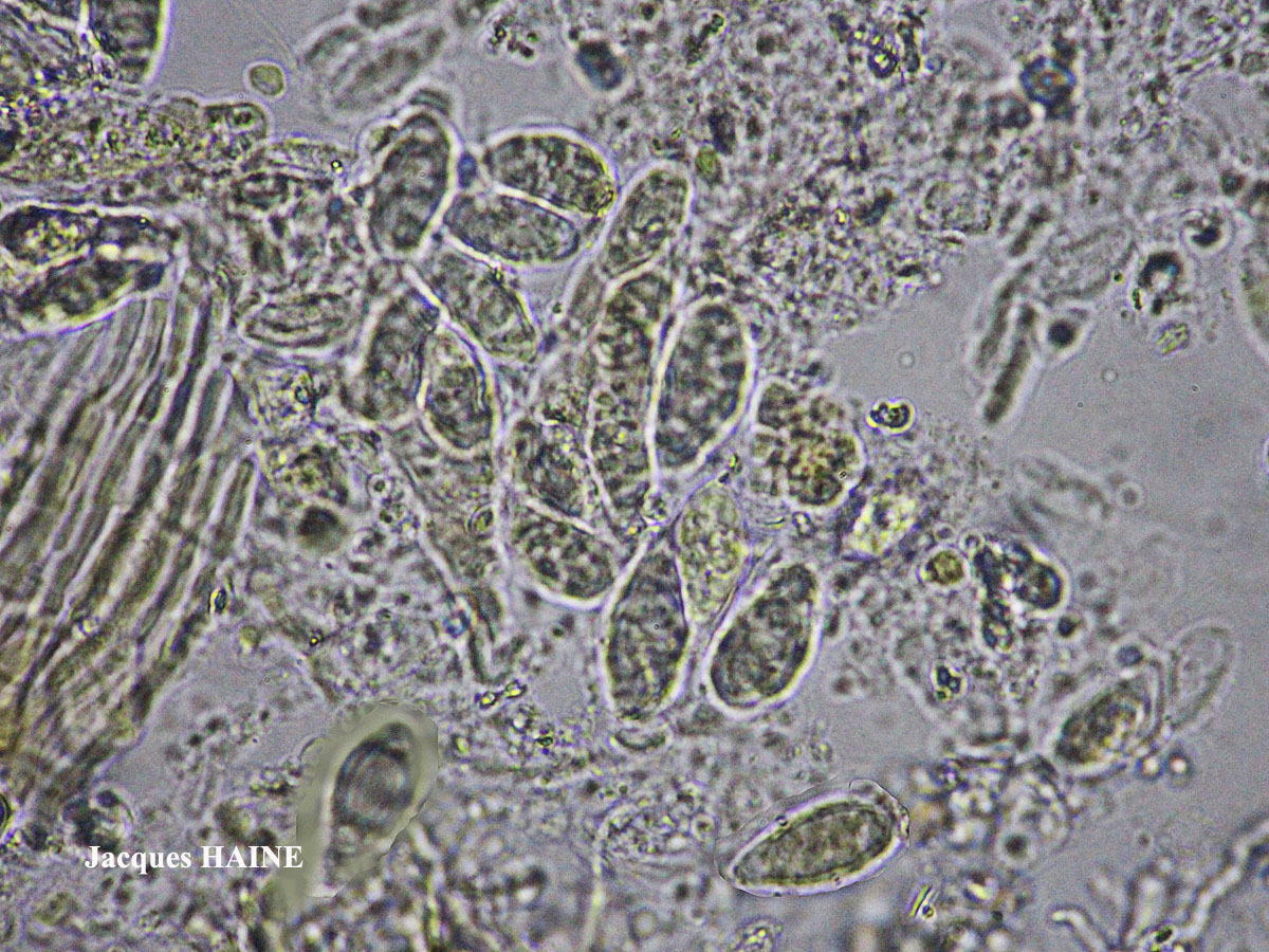 Lecidella carpathica morphotype 