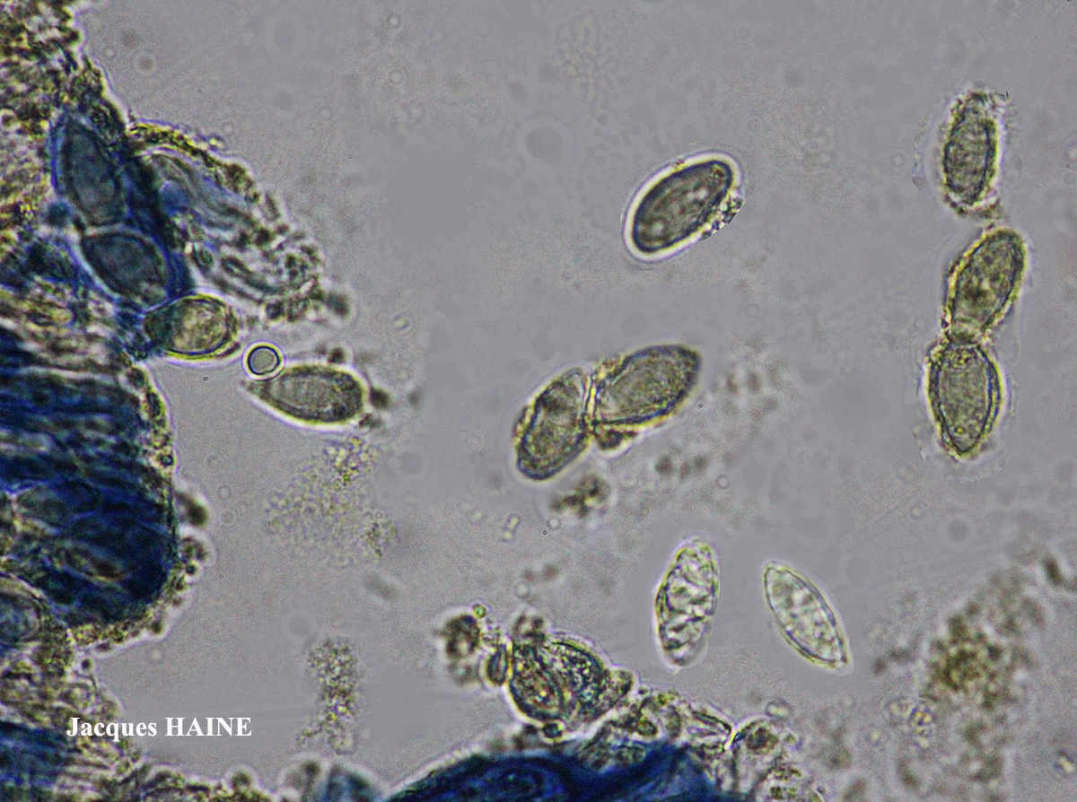 Lecidella carpathica morphotype 