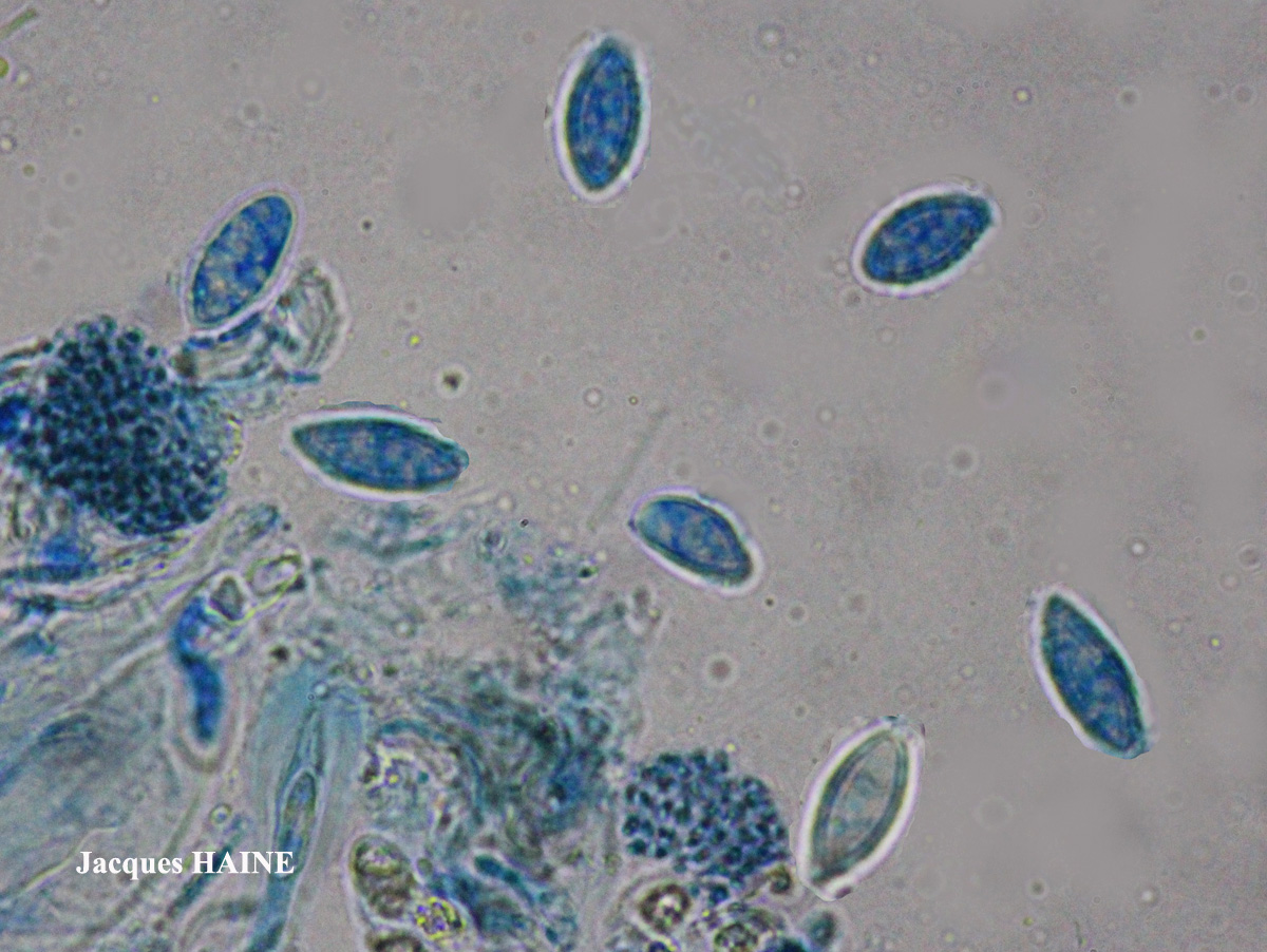 Lecidella carpathica morphotype 