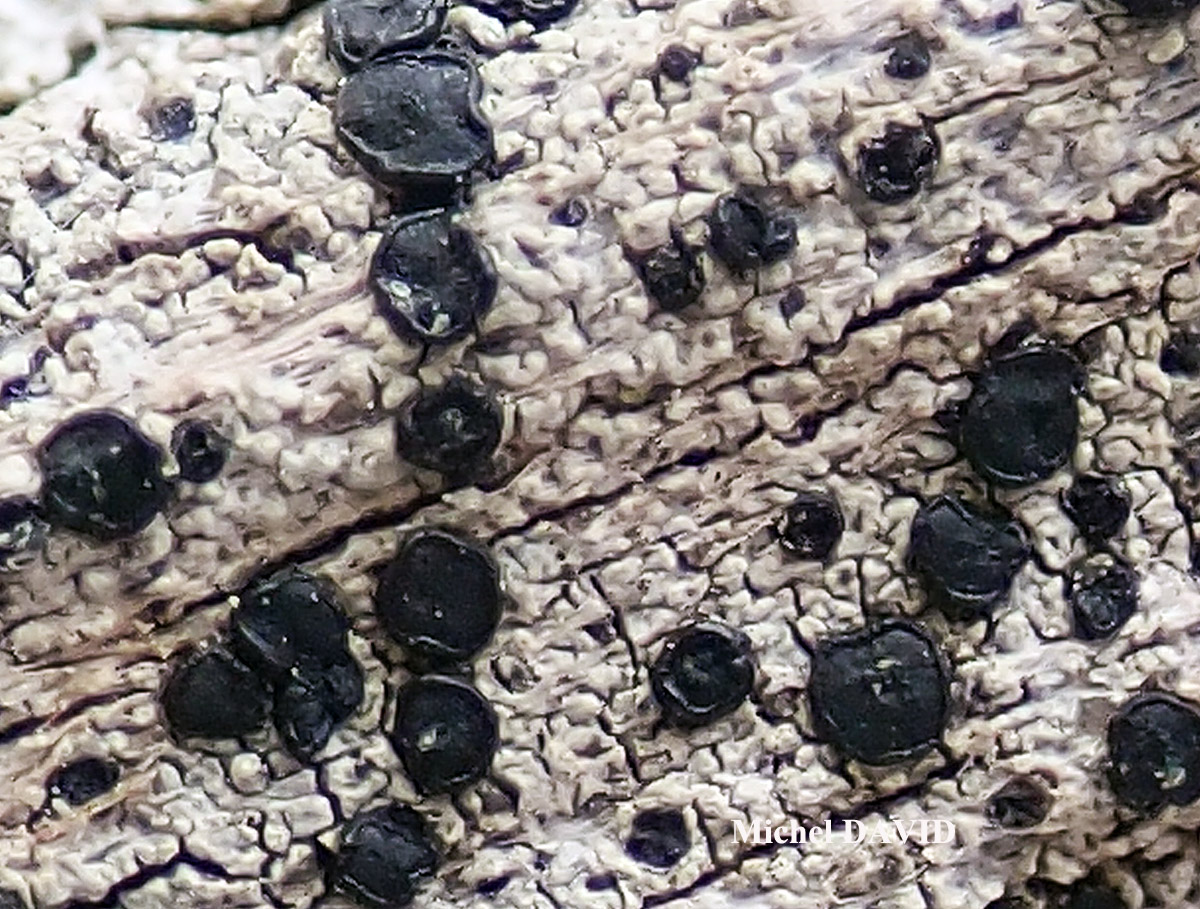 Lecidella elaeochroma chemo euphorea