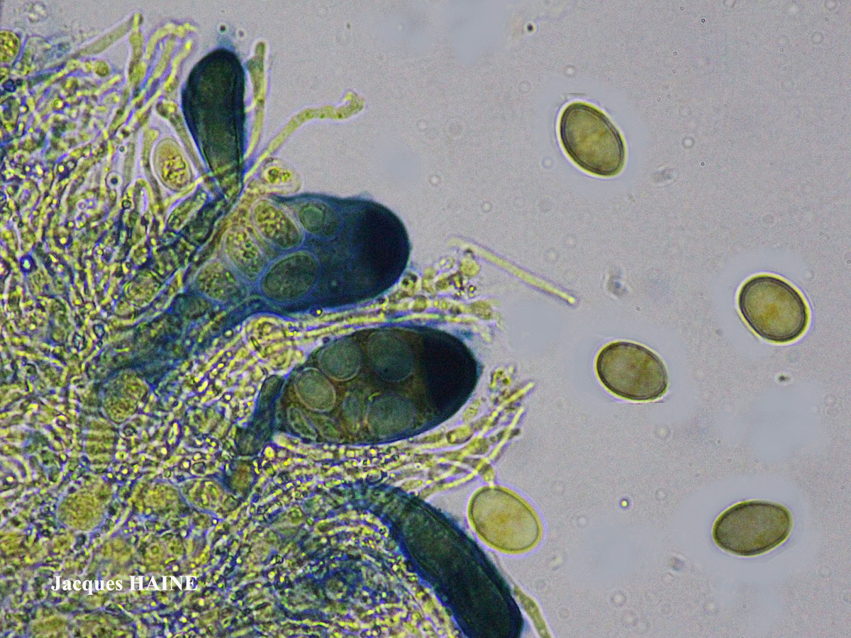 Lecidella elaeochroma forme sur cône de conifère.