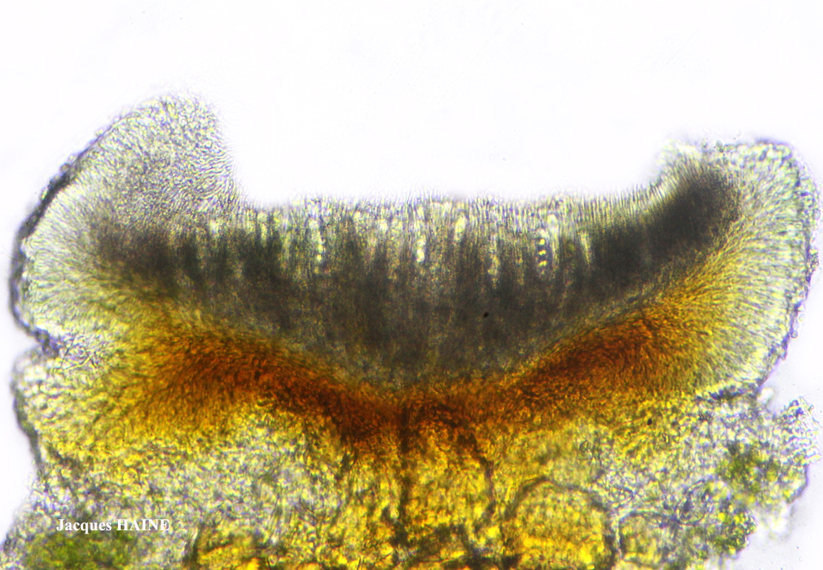 Lecidella elaeochroma forme sur cône de conifère.