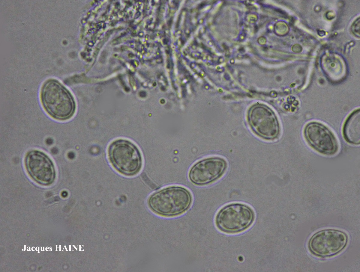 Lecidella elaeochroma forme sur cône de conifère.