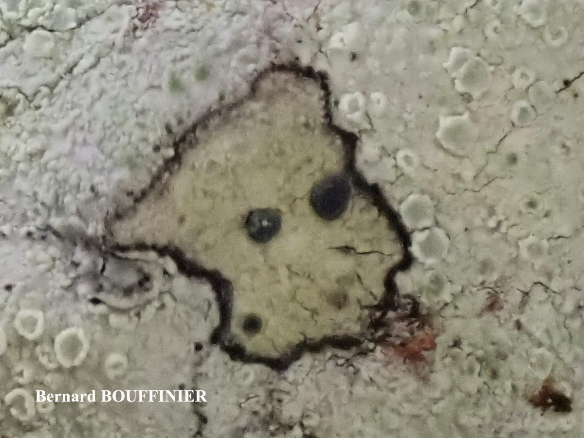 Lecidella elaeochroma forme sur cône de conifère.