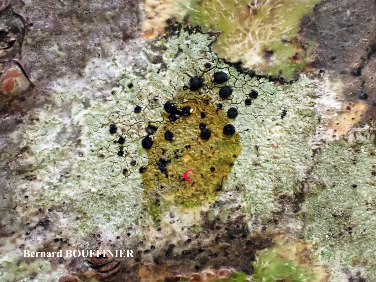 Lecidella elaeochroma (Ach.) M. Choisy 