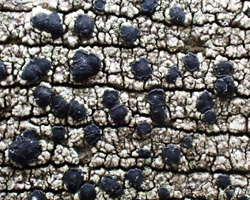 Lecidella scabra forme lignicole maritime.