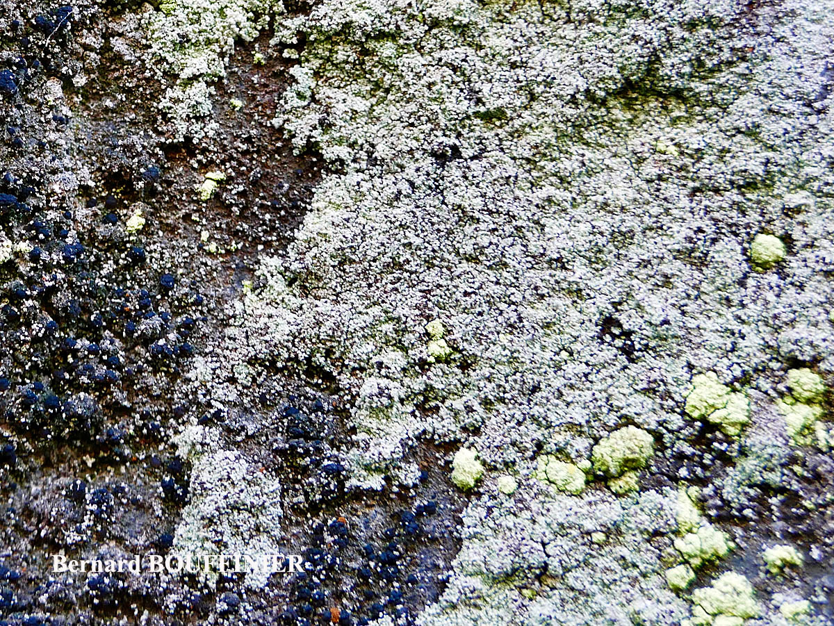 Lepraria incana (L.) Ach. forme saxicole des parois verticales.