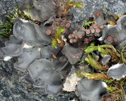 Leptogium hildenbrandii (Garov.) Nyl.
