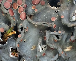 Leptogium hildenbrandii (Garov.) Nyl.