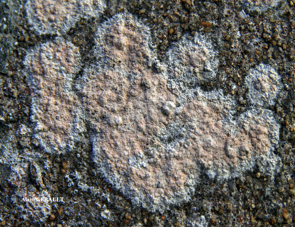 Ingaderia vandenboomii forme des murs en béton ou en ciment.
= Llimonaea sorediata forme des murs en béton ou en ciment.