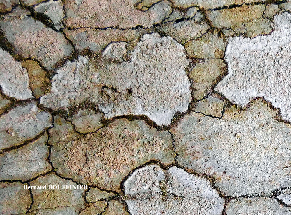 Ingaderia vandenboomii forme saxicole du bord de mer.
= Llimonaea sorediata forme saxicole du bord de mer.