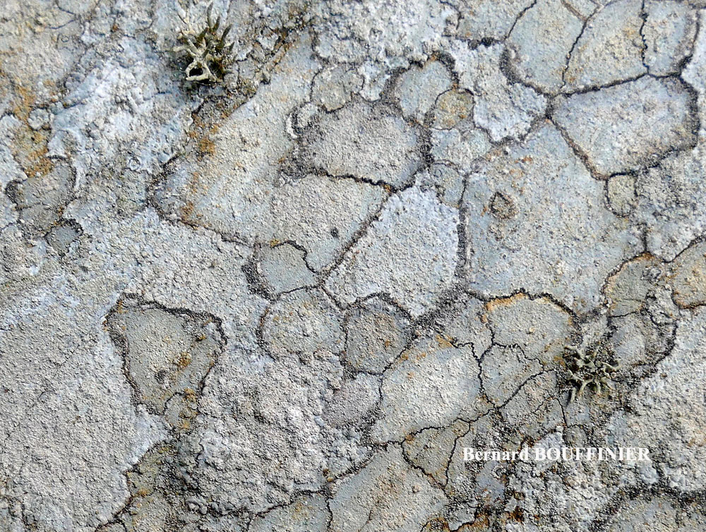 Ingaderia vandenboomii forme saxicole du bord de mer.
= Llimonaea sorediata forme saxicole du bord de mer.