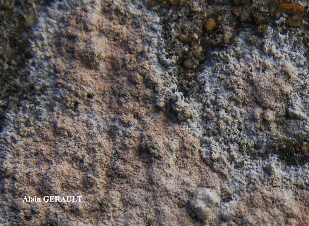 Ingaderia vandenboomii forme des murs en béton ou en ciment.
= Llimonaea sorediata forme des murs en béton ou en ciment.