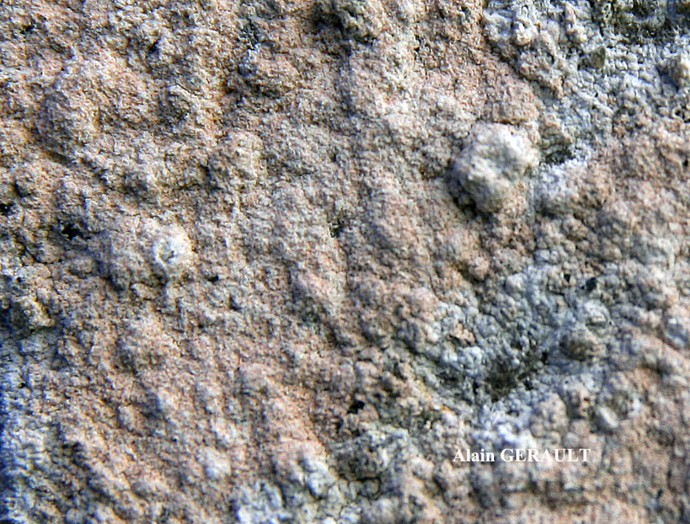 Ingaderia vandenboomii forme des murs en béton ou en ciment.
= Llimonaea sorediata forme des murs en béton ou en ciment.