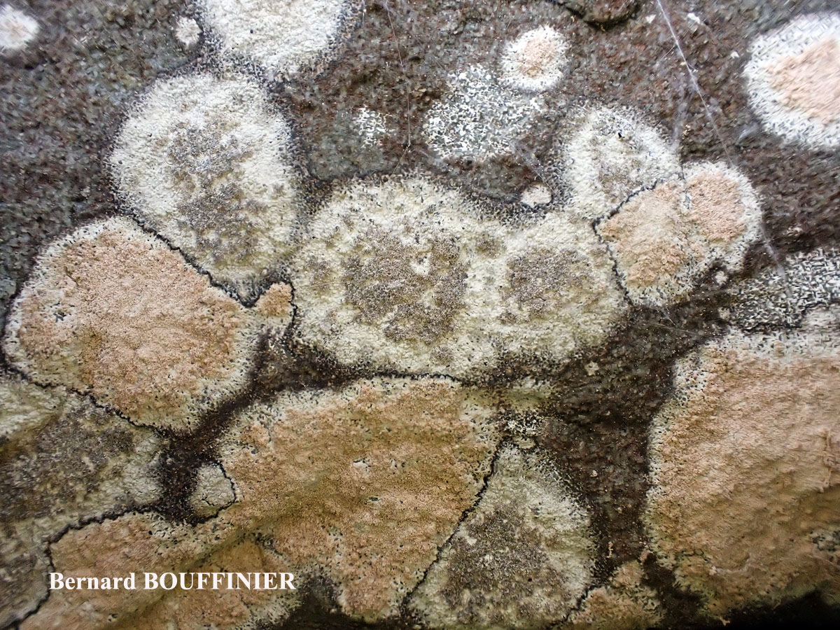 Ingaderia vandenboomii forme des murs en béton ou en ciment.
= Llimonaea sorediata forme des murs en béton ou en ciment.
