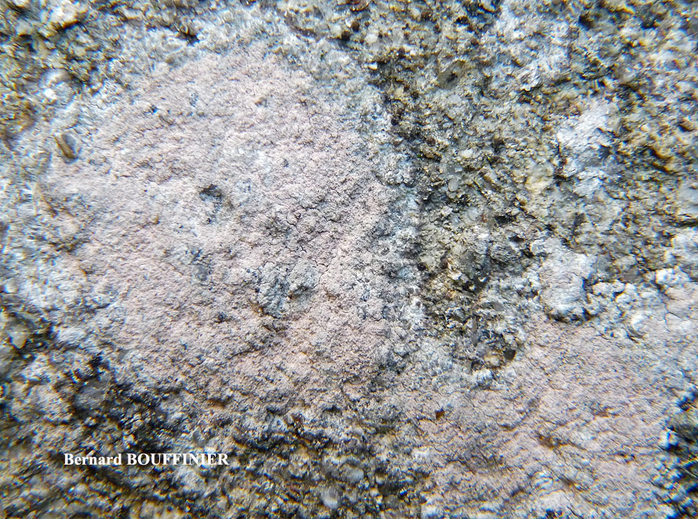 Ingaderia vandenboomii forme des murs en béton ou en ciment.
= Llimonaea sorediata forme des murs en béton ou en ciment.