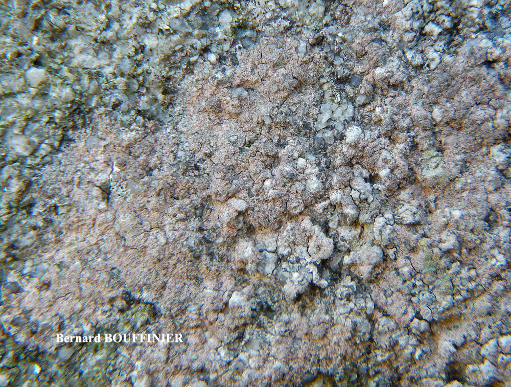 Ingaderia vandenboomii forme des murs en béton ou en ciment.
= Llimonaea sorediata forme des murs en béton ou en ciment.