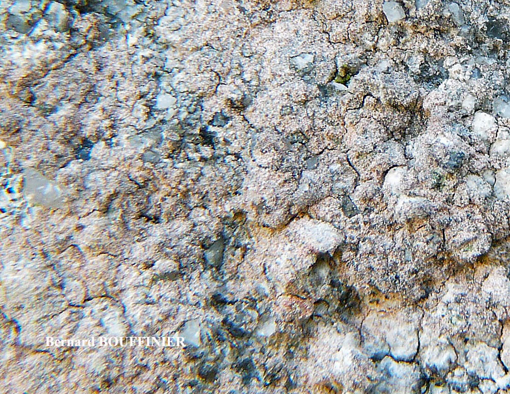 Ingaderia vandenboomii forme des murs en béton ou en ciment.
= Llimonaea sorediata forme des murs en béton ou en ciment.