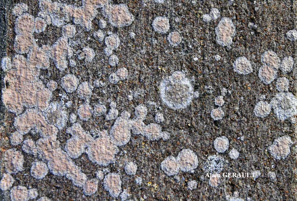 Ingaderia vandenboomii forme des murs en béton ou en ciment.
= Llimonaea sorediata forme des murs en béton ou en ciment.