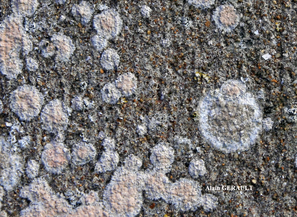 Ingaderia vandenboomii forme des murs en béton ou en ciment.
= Llimonaea sorediata forme des murs en béton ou en ciment.