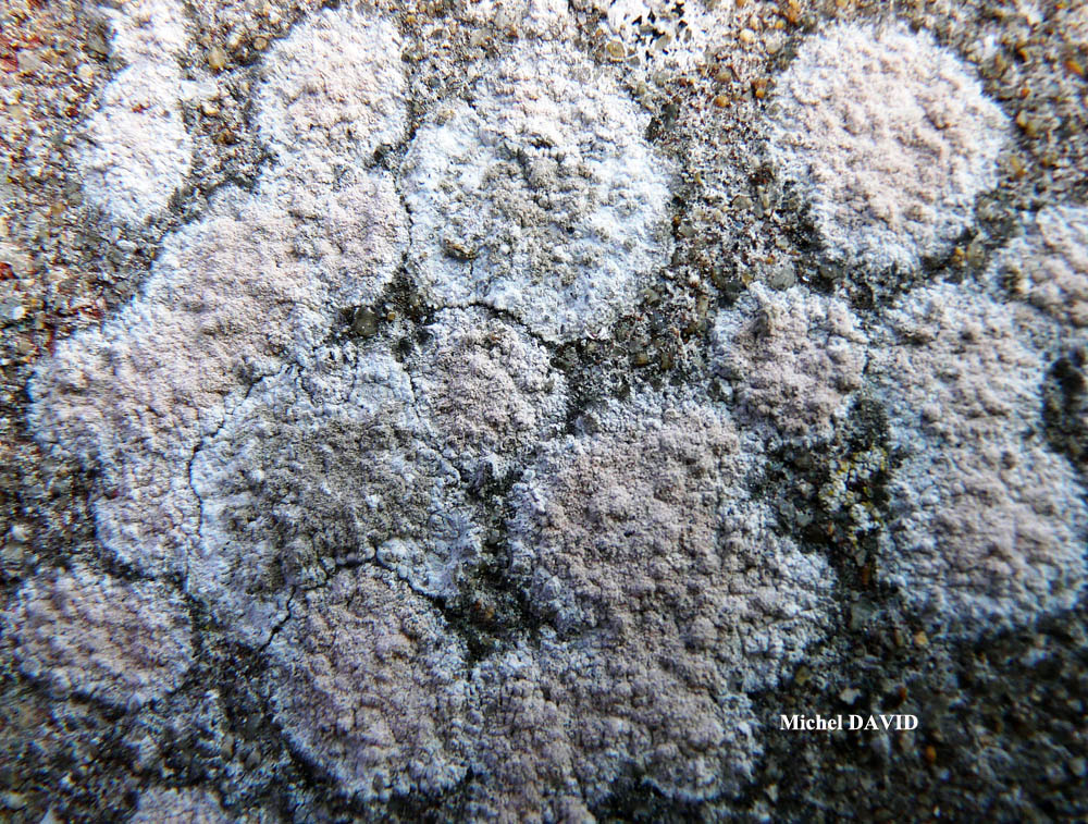 Ingaderia vandenboomii forme des murs en béton ou en ciment.
= Llimonaea sorediata forme des murs en béton ou en ciment.