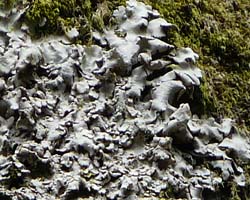 Ricasolia amplissima (Scop.) De Not. phycotype amplissima
= Lobaria amplissima (Scop.) Forss.