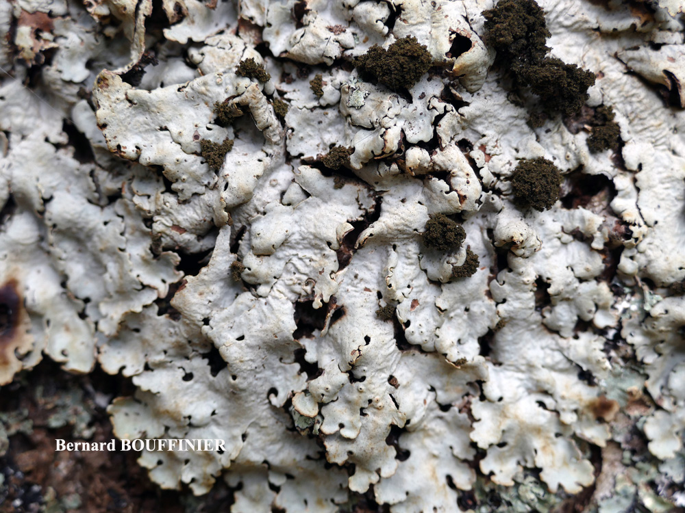 Ricasolia amplissima (Scop.) De Not. phycotype umhausense
= Lobaria amplissima (Scop.) Forss. phycotype umhausense