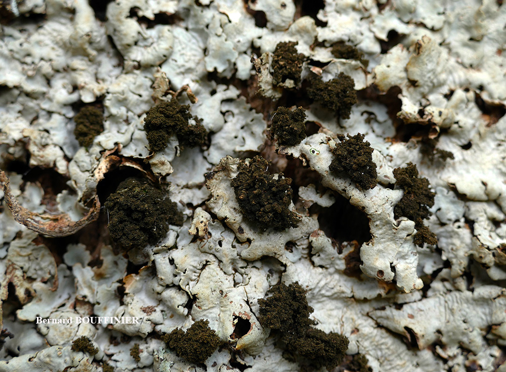 Ricasolia amplissima (Scop.) De Not. phycotype umhausense
= Lobaria amplissima (Scop.) Forss. phycotype umhausense