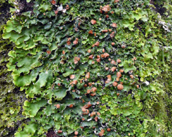 Ricasolia virens (With.) H. H. Blom & Tønsberg
 = Lobaria virens (With.) J.R. Laudon