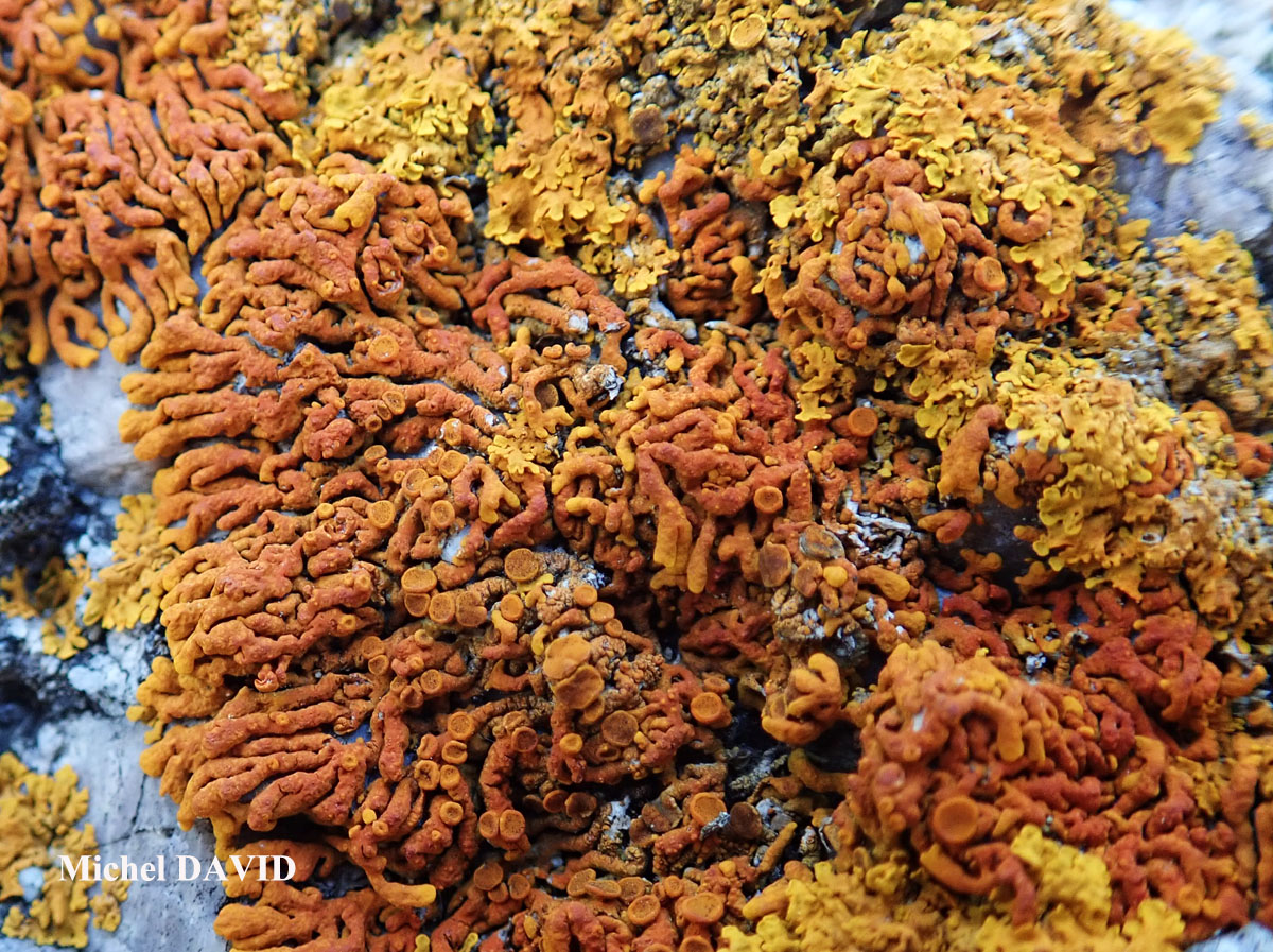 Martinjahnsia resendei (Poelt & Tav.) S Y. Kondr. 
 = Xanthoria resendei Poelt & Tav.