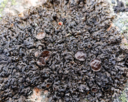 Melanelia stygia (L.) Essl.