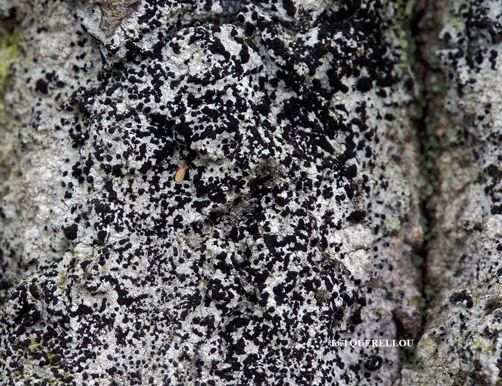 Milospium graphideorum (Nyl.) D. Hawksw.