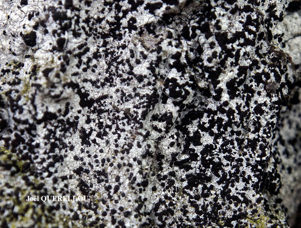 Milospium graphideorum (Nyl.) D. Hawksw.
