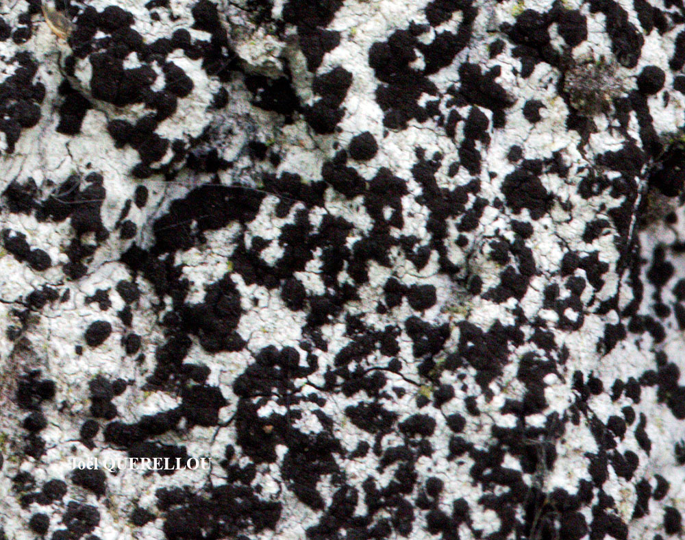 Milospium graphideorum (Nyl.) D. Hawksw.
