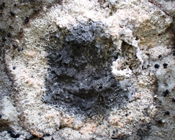 Milospium graphideorum parasite de Dirina massiliensis forma sorediata