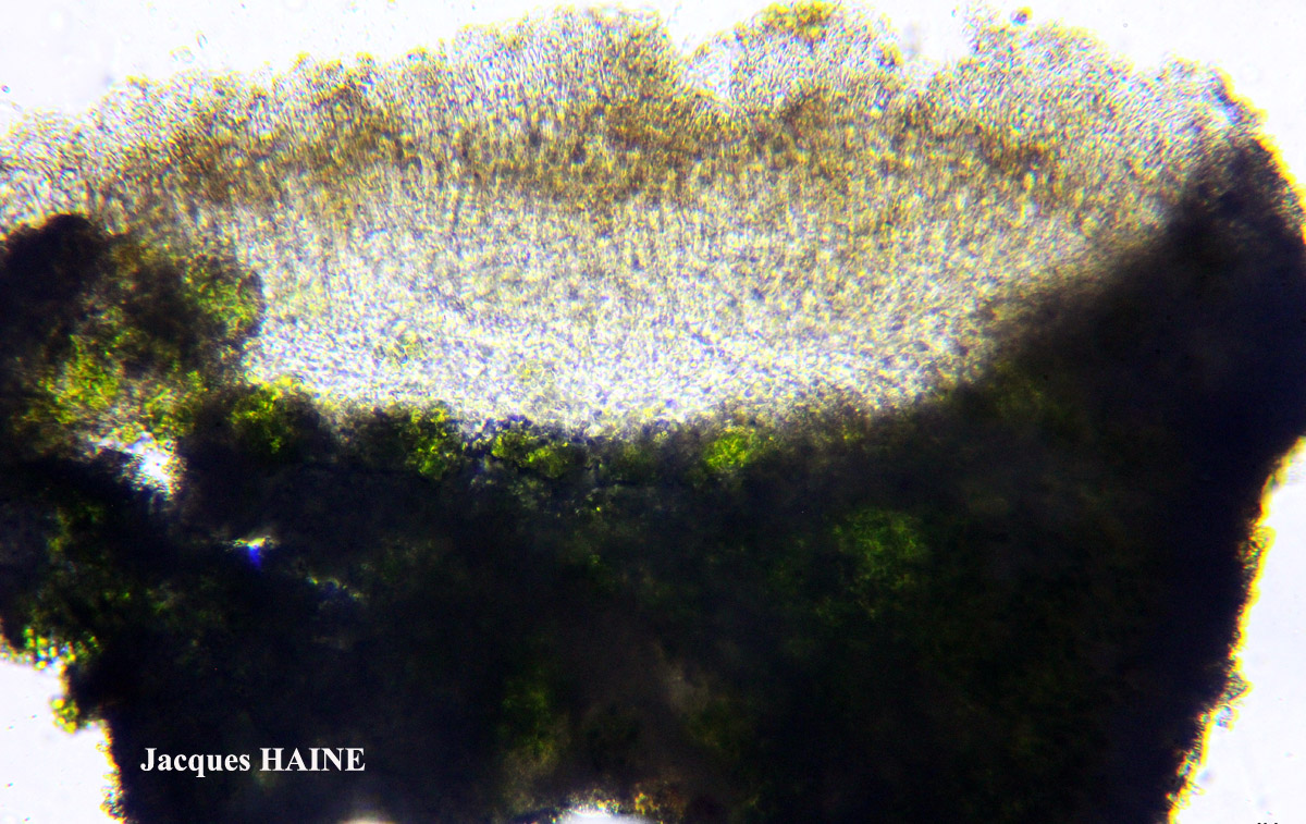 Polyozosia semipallida (H. Magn.) S.Y. Kondr., Lökös & Farkas forme nitrophile sur ciment.
= Myriolecis semipallida forme nitrophile sur ciment.