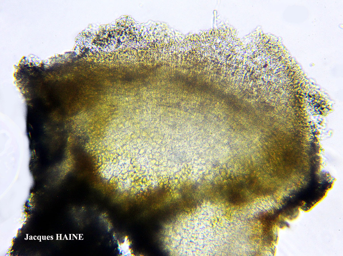 Polyozosia semipallida (H. Magn.) S.Y. Kondr., Lökös & Farkas forme nitrophile sur ciment.
= Myriolecis semipallida forme nitrophile sur ciment.