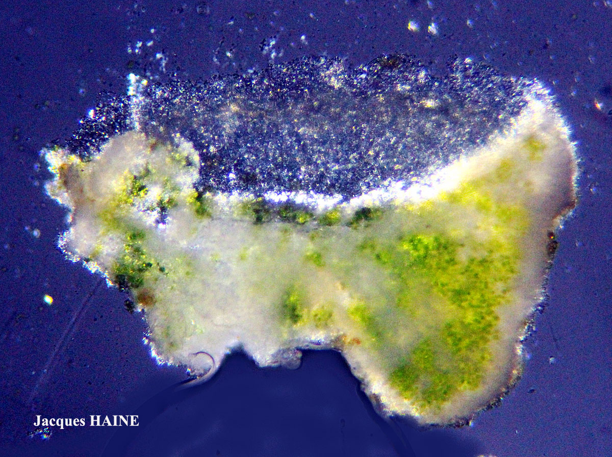 Polyozosia semipallida (H. Magn.) S.Y. Kondr., Lökös & Farkas forme nitrophile sur ciment.
= Myriolecis semipallida forme nitrophile sur ciment.